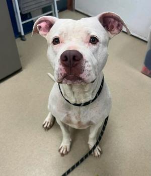 A white pit bull terrier with a black collar and leash, sitting on a beige floor in an indoor setting.
