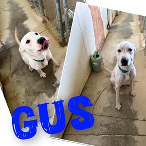 Gus, Pit Bull Terrier, adult, available for adoption