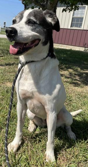 Darla, adult, available for adoption