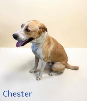 Chester, Labrador Retriever, adult, available for adoption