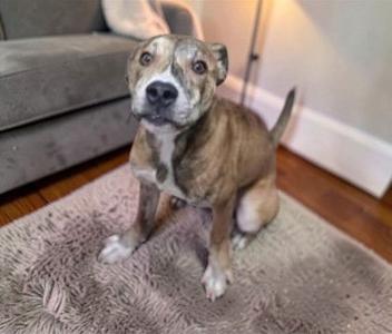 A brindle pitbull mix dog sitting on a fuzzy rug.