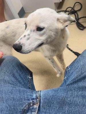 James, adult, available for adoption