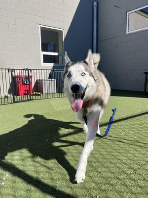KIBA, Siberian Husky Mix, senior, available for adoption