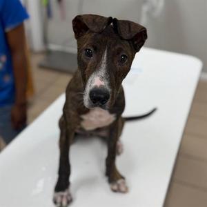 CASHEW, American Pit Bull Terrier Mix, puppy, available for adoption