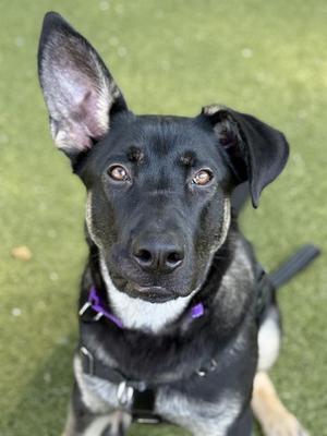WILLOW, German Shepherd Dog Mix, young, available for adoption