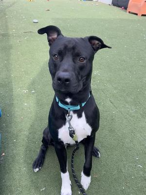 black and white dog sitting on green grass