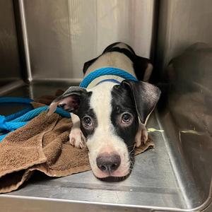 MAX, Pit Bull Terrier Mix, young, available for adoption