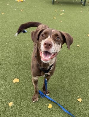 A brown dog with a white muzzle and a blue leash, standing on green artificial turf with yellow leaves scattered around.