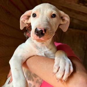 ELLIE, American Foxhound Mix, puppy, available for adoption
