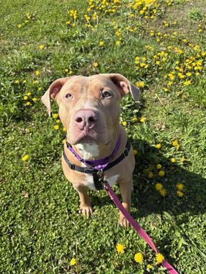 SUNSHINE, Pit Bull Terrier, adult, available for adoption
