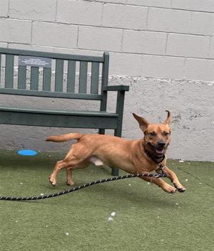 A brown dog with a black collar is running on a green artificial turf surface. The dog is on a leash and appears to be in motion, with its legs extended. In the background, there is a green bench and a white brick wall.