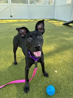 RAIN, Pit Bull Terrier Mix, young, available for adoption