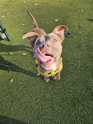 A brown dog with a yellow collar is standing on a green grassy surface, looking up with its tongue out.