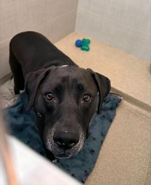 NIMA, Labrador Retriever Mix, adult, available for adoption