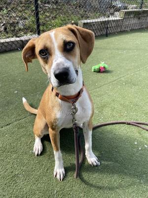 MAPLE, Plott Hound Mix, adult, available for adoption