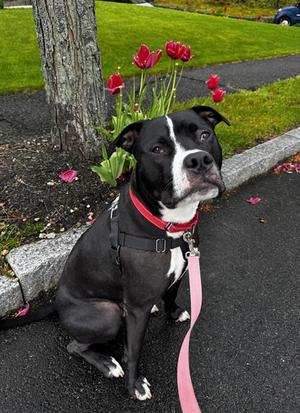 SCOOBY, American Pit Bull Terrier, adult, available for adoption