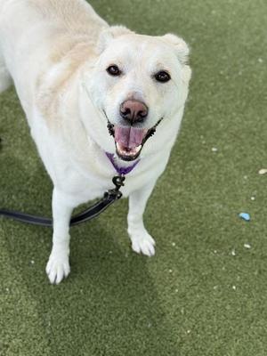 ATHENA, Siberian Husky Mix, adult, available for adoption