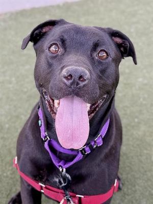 TRIXIE, Labrador Retriever Mix, adult, available for adoption