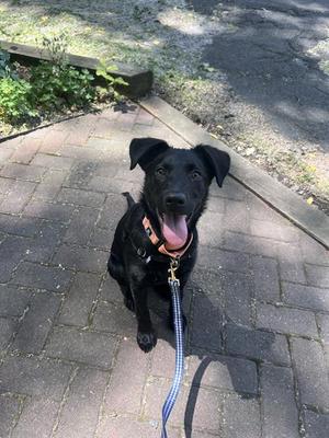 BERNADETTE, Labrador Retriever Mix, young, available for adoption