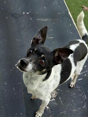 A black and white dog with large ears and a curious expression, standing on a dark surface.