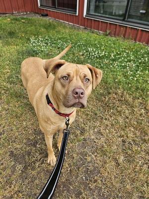 A tan dog with a red collar and a black leash stands on a grassy area with white flowers. The dog has a muscular build and floppy ears, looking directly at the camera. In the background, there is a red building with windows.