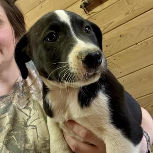 JETT, Labrador Retriever Mix, puppy, available for adoption