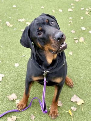 ODI, Rottweiler, adult, available for adoption