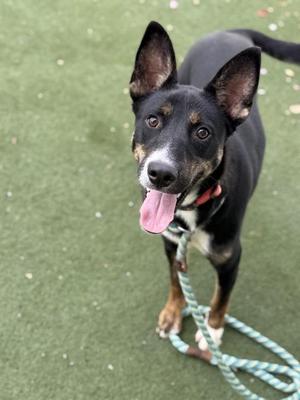 A black and brown dog with pointed ears and a pink tongue sticking out, standing on a green surface with a rope leash.
