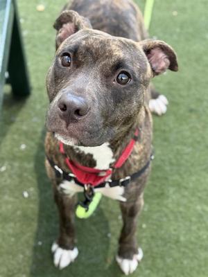 A close-up photograph of a brindle and white dog with a red harness, looking directly at the camera.