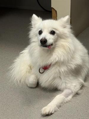A fluffy white dog with a red collar lying on a gray floor.