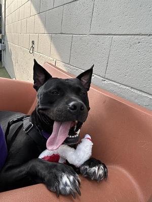 EMMA, Staffordshire Bull Terrier, adult, available for adoption