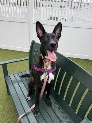 ANDY, Belgian Malinois Mix, young, available for adoption