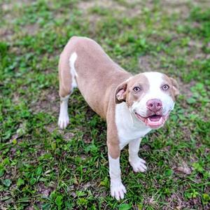 JOLENE 2, American Staffordshire Terrier Mix, young, available for adoption