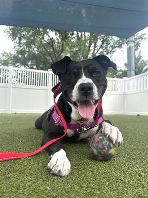 MARSHA, Pit Bull Terrier Mix, adult, available for adoption