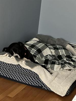 MARSHA, Pit Bull Terrier Mix, adult, available for adoption