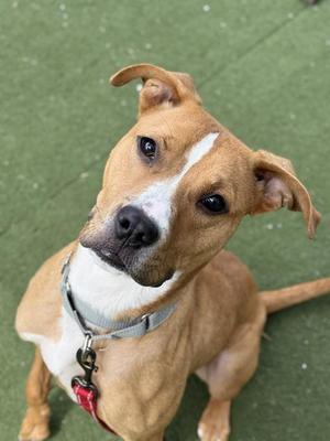 A close-up photograph of a tan and white dog with floppy ears wearing a grey collar and a red leash, looking up at the camera with a tilted head.