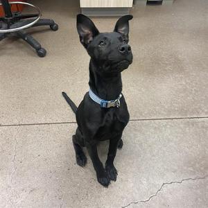 black dog sitting on concrete floor