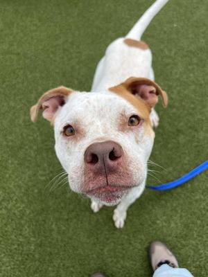DELL, Pit Bull Terrier Mix, adult, available for adoption