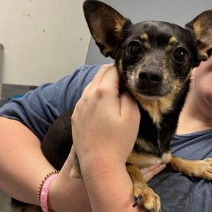 MISTY, Chihuahua - Smooth Coated and Dachshund, senior, available for adoption