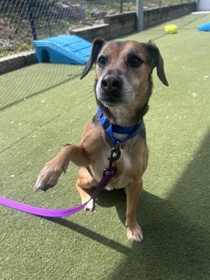 SAWYER, Beagle Mix, senior, available for adoption