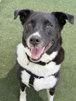 MILOH, Border Collie Mix, senior, available for adoption