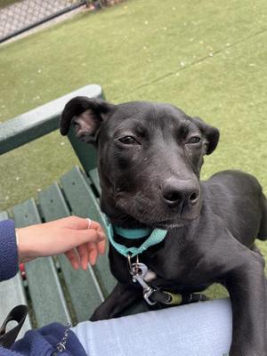 SHANDA, Pit Bull Terrier, young, available for adoption