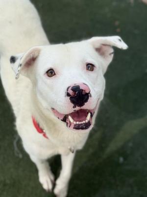 FRECKLES, Pit Bull Terrier Mix, young, available for adoption