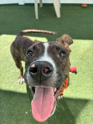 BRANCH, Pit Bull Terrier Mix, young, available for adoption