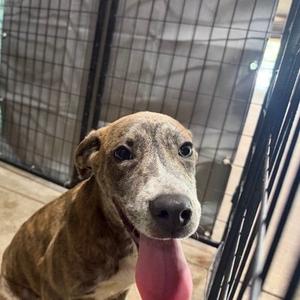 MEG, Pit Bull Terrier Mix, young, available for adoption