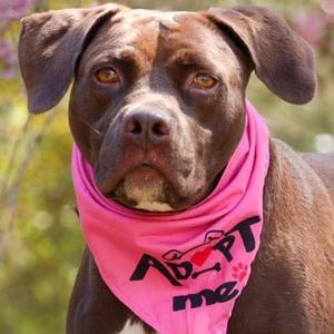 Mocha, Retriever, Chocolate Labrador, adult, available for adoption