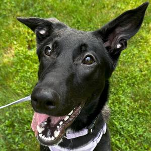 Frida, Shepherd, Belgian Sheepdog, adult, available for adoption