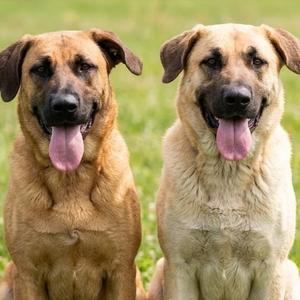 Dawson & Delilah, Shepherd, German, adult, available for adoption