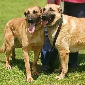 Dawson, Shepherd, German, adult, available for adoption