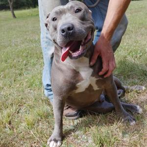 A gray and white pit bull terrier sitting on grass with a person's hand on its back.